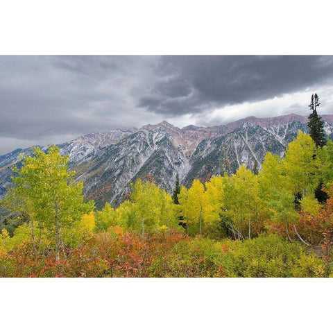 Fall Foliage in Little Cottonwood Canyon, Red Pine Trail, Wasatch-Cache National Forest, Utah. Black Modern Wood Framed Art Print with Double Matting by Garber, Howie