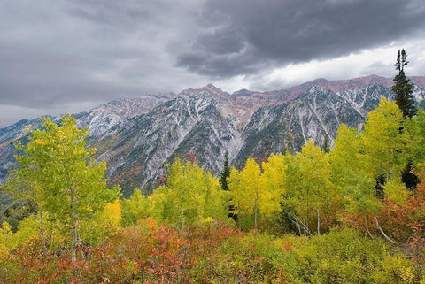 Fall Foliage in Little Cottonwood Canyon, Red Pine Trail, Wasatch-Cache National Forest, Utah. White Modern Wood Framed Art Print with Double Matting by Garber, Howie