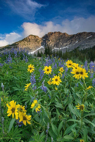 Arnica and lupine-Devils Castle-Albion Basin-Alta Ski Resort Wasatch Mountains Black Ornate Wood Framed Art Print with Double Matting by Garber, Howie