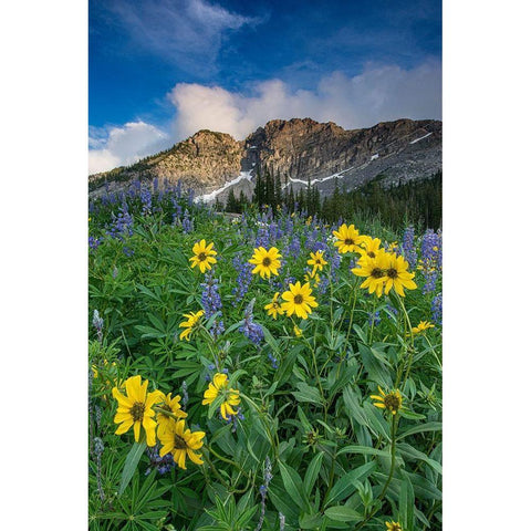 Arnica and lupine-Devils Castle-Albion Basin-Alta Ski Resort Wasatch Mountains Gold Ornate Wood Framed Art Print with Double Matting by Garber, Howie