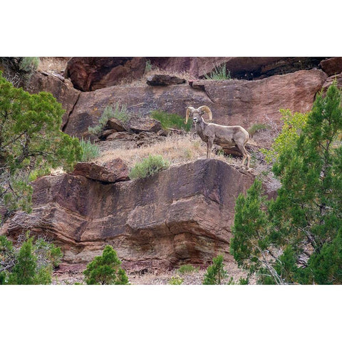 Big horn ram on cliff-Dinosaur National Monument-Utah-USA Gold Ornate Wood Framed Art Print with Double Matting by Garber, Howie
