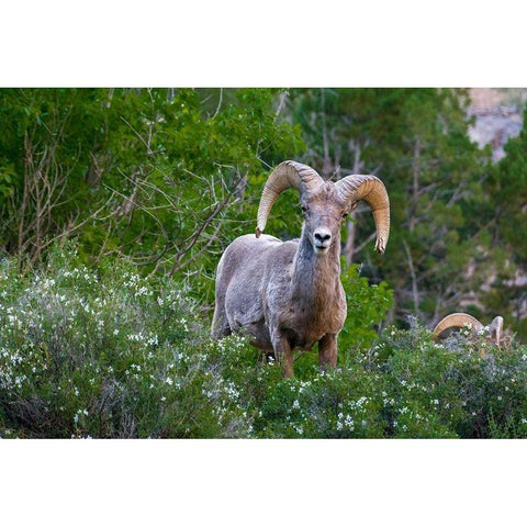 Big horn ram portrait in wildflowers-Dinosaur National Monument-Utah-USA Gold Ornate Wood Framed Art Print with Double Matting by Garber, Howie