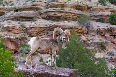 Bighorn ram on cliff-eye contact-Dinosaur National Monument-Utah-USA White Modern Wood Framed Art Print with Double Matting by Garber, Howie