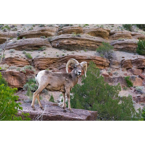Bighorn ram on cliff-eye contact-Dinosaur National Monument-Utah-USA Black Modern Wood Framed Art Print by Garber, Howie