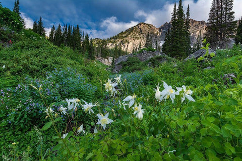 Columbine wildflowers and bluebells in Albion Basin-Alta Ski Resort-Wasatch Mountains White Modern Wood Framed Art Print with Double Matting by Garber, Howie