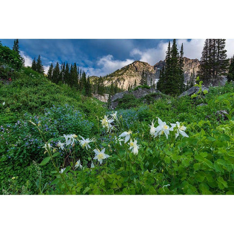 Columbine wildflowers and bluebells in Albion Basin-Alta Ski Resort-Wasatch Mountains Black Modern Wood Framed Art Print by Garber, Howie