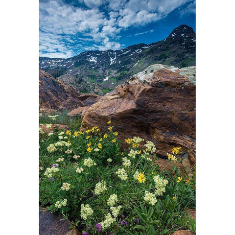 Cow parsnip-mules ear-and quartzite rock in Twin Peaks Wilderness Gold Ornate Wood Framed Art Print with Double Matting by Garber, Howie