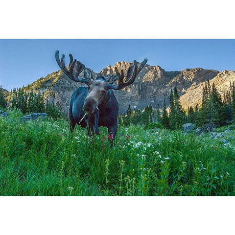 Grazing bull moose eye to eye with photographer-Wasatch Mountains-Alta-Utah-USA Black Modern Wood Framed Art Print with Double Matting by Garber, Howie