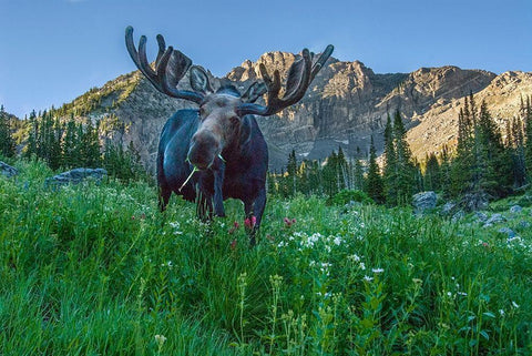 Grazing bull moose eye to eye with photographer-Wasatch Mountains-Alta-Utah-USA White Modern Wood Framed Art Print with Double Matting by Garber, Howie