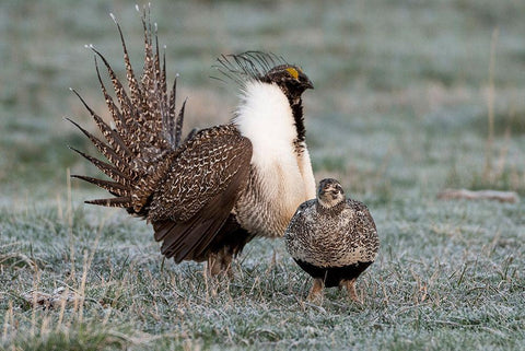 Greater sage grouse male and female at lek-Hennifer-Utah-USA White Modern Wood Framed Art Print with Double Matting by Garber, Howie