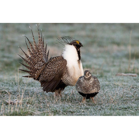 Greater sage grouse male and female at lek-Hennifer-Utah-USA White Modern Wood Framed Art Print by Garber, Howie