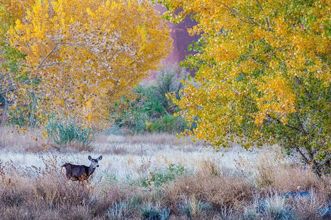 Whitetail deer grazing under autumn cottonwood tree-near Moab-Utah-USA White Modern Wood Framed Art Print with Double Matting by Garber, Howie