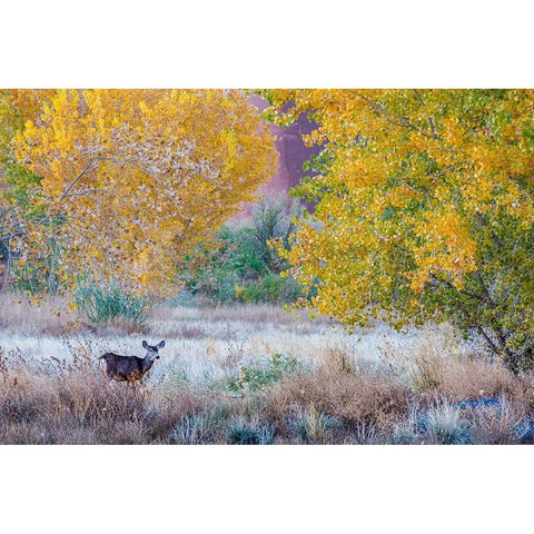 Whitetail deer grazing under autumn cottonwood tree-near Moab-Utah-USA Black Modern Wood Framed Art Print by Garber, Howie