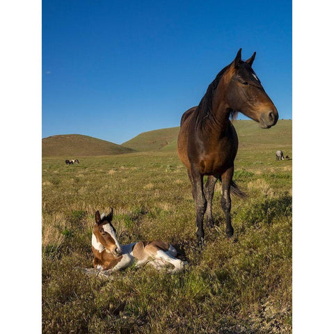 Wild horse mother shows off her yearling foal-Pony express byway White Modern Wood Framed Art Print by Garber, Howie