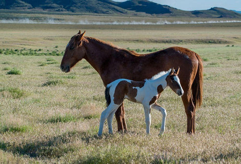 Wild horses-mother and yearling foal graze along Pony Express Byway White Modern Wood Framed Art Print with Double Matting by Garber, Howie