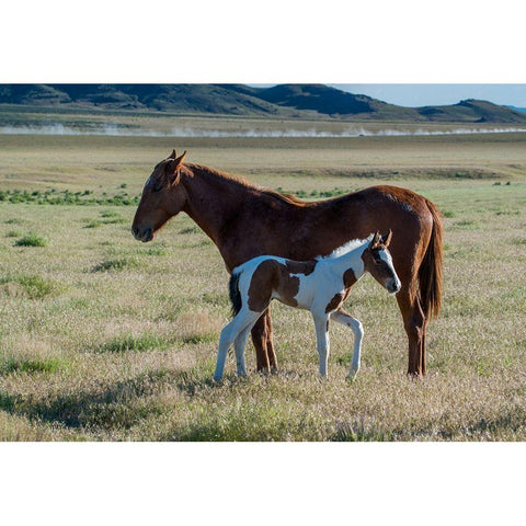 Wild horses-mother and yearling foal graze along Pony Express Byway Black Modern Wood Framed Art Print by Garber, Howie