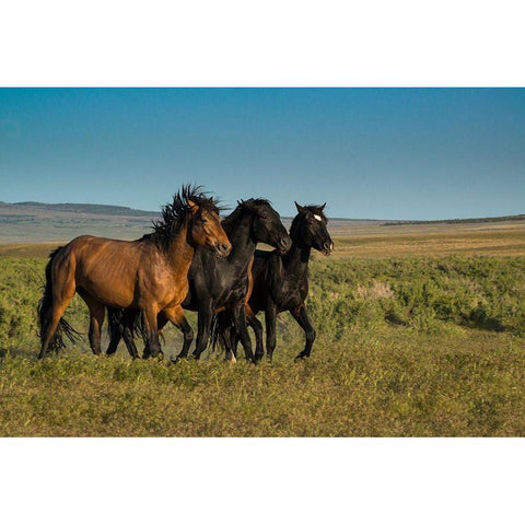 Wild stallions of Onaqui Herd graze along Pony Express Byway near Dugway Black Modern Wood Framed Art Print by Garber, Howie