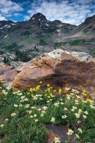 Wildflowers and Dromedary Peak-Twin Peaks Wilderness-Wasatch Mountains near Salt Lake City-Utah-USA Black Ornate Wood Framed Art Print with Double Matting by Garber, Howie