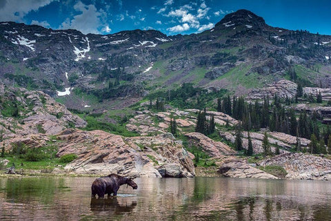 Young bull moose wading in Lake Lilian-Wasatch Mountains near Lake Blanche White Modern Wood Framed Art Print with Double Matting by Garber, Howie