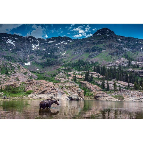 Young bull moose wading in Lake Lilian-Wasatch Mountains near Lake Blanche White Modern Wood Framed Art Print by Garber, Howie