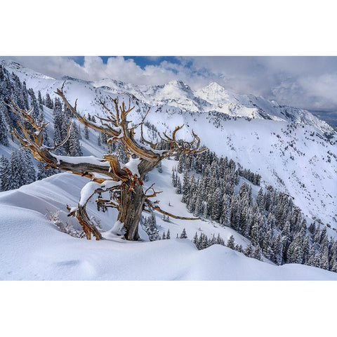 Utah-Ancient Limber pine on ridge during winter Big Cottonwood Canyon near Salt Lake City and Alta Black Modern Wood Framed Art Print with Double Matting by Garber, Howie
