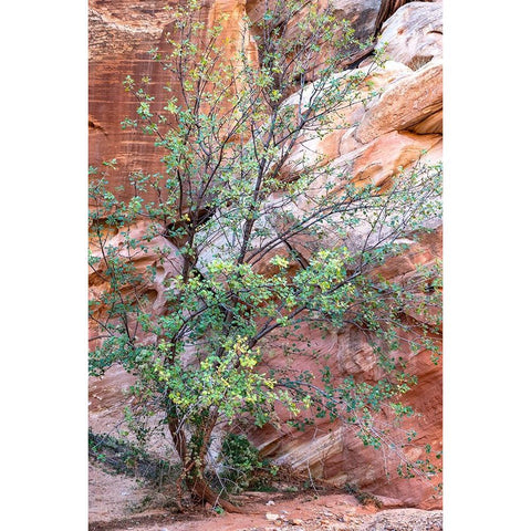 USA-Utah-Grand Wash-Capitol Reef National Park Single-leaf ash tree in front of sandstone wall Black Modern Wood Framed Art Print with Double Matting by Davidson, Janell