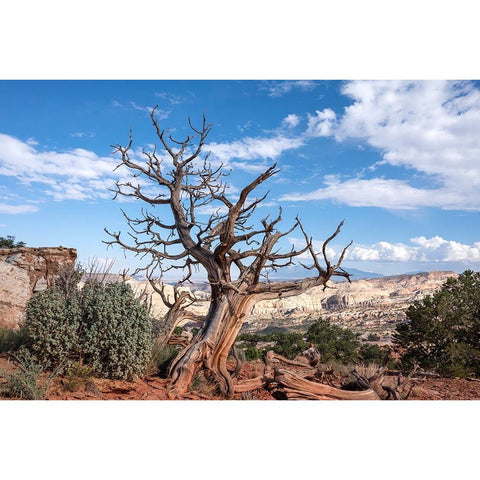 USA-Utah-Capitol Reef National Park Dead juniper tree Black Modern Wood Framed Art Print by Davidson, Janell