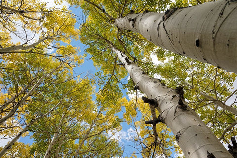 USA-Utah Dixie National Forest Looking up at tall Aspens Black Ornate Wood Framed Art Print with Double Matting by Davidson, Janell