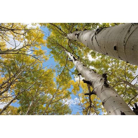 USA-Utah Dixie National Forest Looking up at tall Aspens Black Modern Wood Framed Art Print with Double Matting by Davidson, Janell