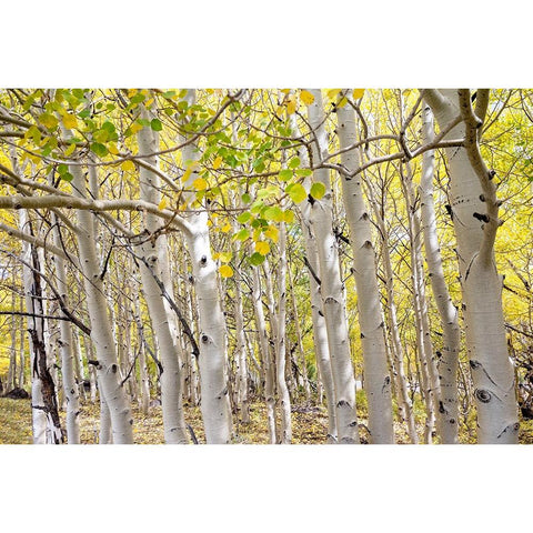 USA-Utah Dixie National Forest Grove of Aspens in Fall colors White Modern Wood Framed Art Print by Davidson, Janell