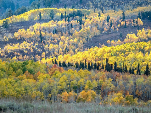 Utah-Logan Pass Autumn colors in Logan Pass Utah Black Ornate Wood Framed Art Print with Double Matting by Eggers, Julie