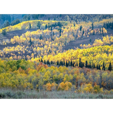 Utah-Logan Pass Autumn colors in Logan Pass Utah White Modern Wood Framed Art Print by Eggers, Julie