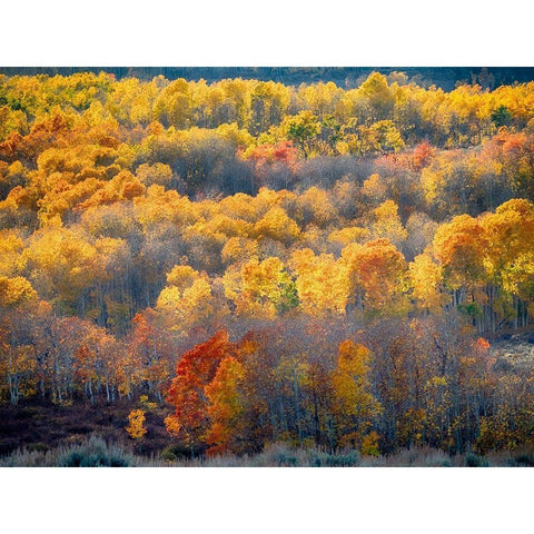 Utah-Logan Pass Autumn colors in Logan Pass Utah White Modern Wood Framed Art Print by Eggers, Julie