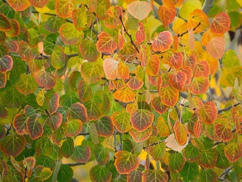 Utah-Logan Pass Autumn colors in Logan Pass Utah White Modern Wood Framed Art Print with Double Matting by Eggers, Julie