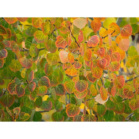 Utah-Logan Pass Autumn colors in Logan Pass Utah White Modern Wood Framed Art Print by Eggers, Julie