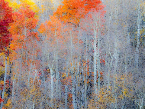 Utah-Logan Pass Autumn colors in Logan Pass Utah White Modern Wood Framed Art Print with Double Matting by Eggers, Julie