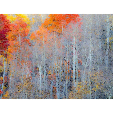 Utah-Logan Pass Autumn colors in Logan Pass Utah Black Modern Wood Framed Art Print by Eggers, Julie