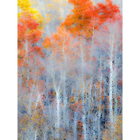 Utah-Logan Pass Autumn colors in Logan Pass Utah Black Modern Wood Framed Art Print with Double Matting by Eggers, Julie