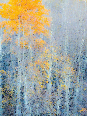 Utah-Logan Pass Autumn colors in Logan Pass Utah Black Ornate Wood Framed Art Print with Double Matting by Eggers, Julie