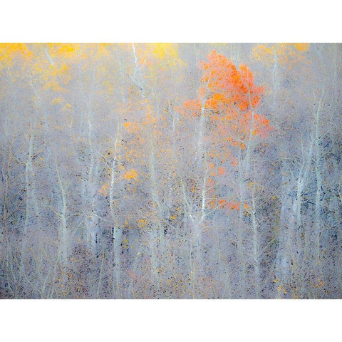 Utah-Logan Pass Autumn colors in Logan Pass Utah Black Modern Wood Framed Art Print with Double Matting by Eggers, Julie