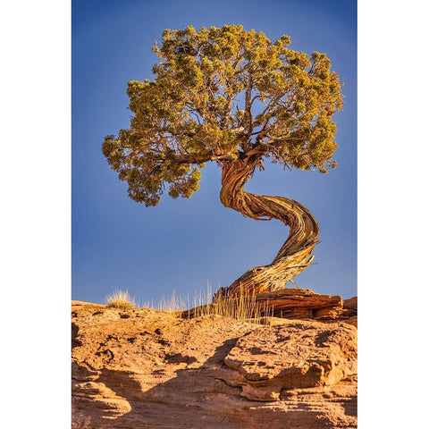 Dead Horse Point-Canyonlands National Park-Utah Black Modern Wood Framed Art Print by Ford, John