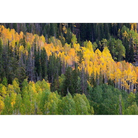 Utah; Wasatch-Cache National Forest, aspen trees along Mirror Lake Scenic Byway Gold Ornate Wood Framed Art Print with Double Matting by Wild, Jamie and Judy