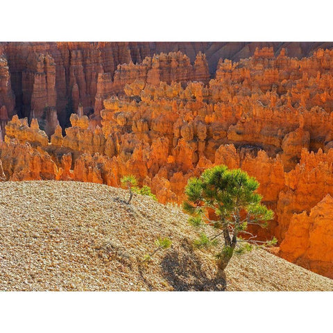 Utah-Bryce Canyon Natonal Park view of canyon with hoodoos White Modern Wood Framed Art Print by Wild, Jamie and Judy