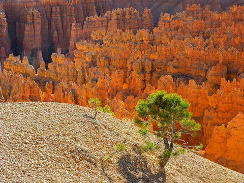 Utah-Bryce Canyon Natonal Park view of canyon with hoodoos White Modern Wood Framed Art Print with Double Matting by Wild, Jamie and Judy