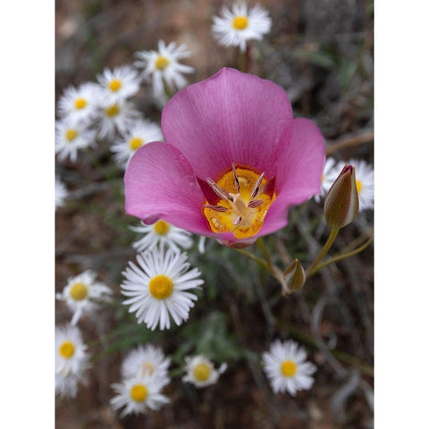 Utah Sego lily-Arches National Park Black Modern Wood Framed Art Print by Zimmerman, Judith