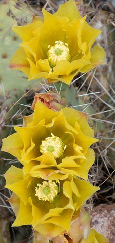 Utah Prickly pear cactus bloom-Arches National Park Black Ornate Wood Framed Art Print with Double Matting by Zimmerman, Judith
