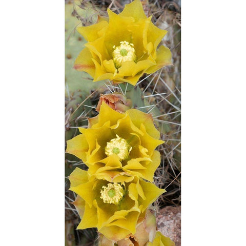 Utah Prickly pear cactus bloom-Arches National Park Black Modern Wood Framed Art Print by Zimmerman, Judith