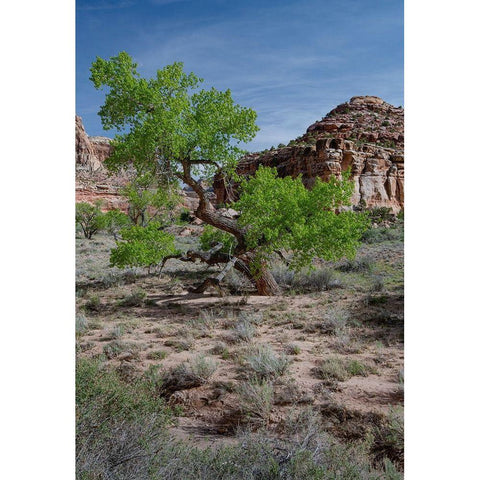 Utah Lush green leaves on cottonwood tree in the desert-San Rafael Swell Black Modern Wood Framed Art Print by Zimmerman, Judith