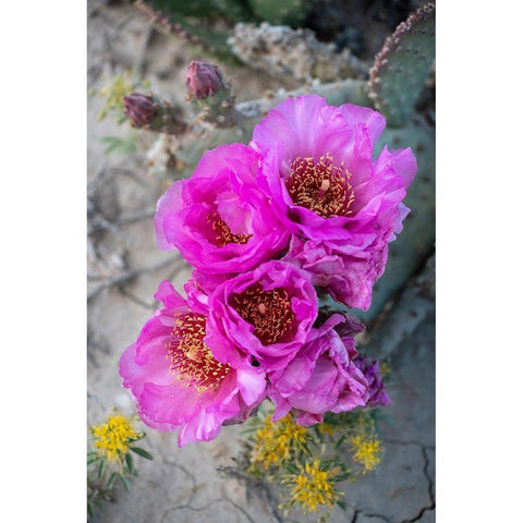 Utah Beavertail prickly pear cactus-Factory Butte-Upper Blue Hills Black Modern Wood Framed Art Print by Zimmerman, Judith