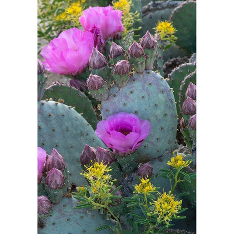 Utah Beavertail prickly pear cactus and Bee Plant-Factory Butte-Upper Blue Hills Gold Ornate Wood Framed Art Print with Double Matting by Zimmerman, Judith